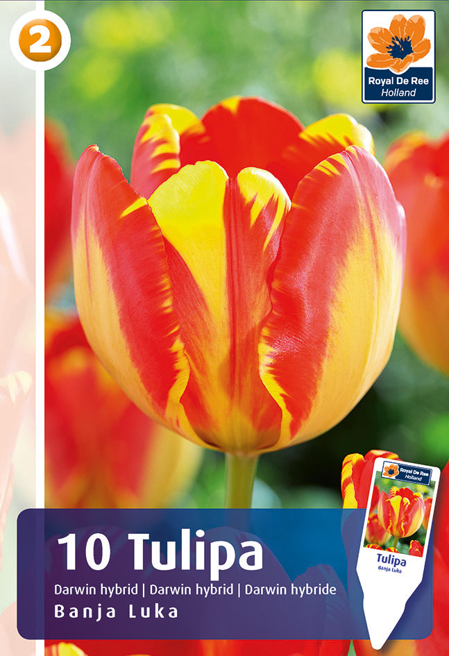 Bulbi di Tulipano Darwin Ibrido Banja Luka