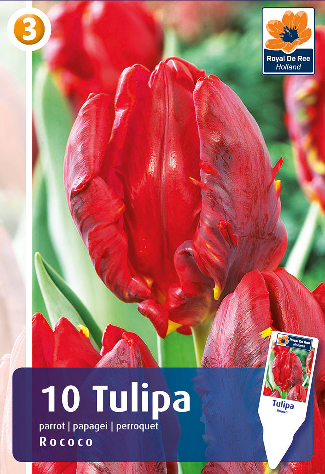 Bulbi di Tulipano Pappagallo Rococo