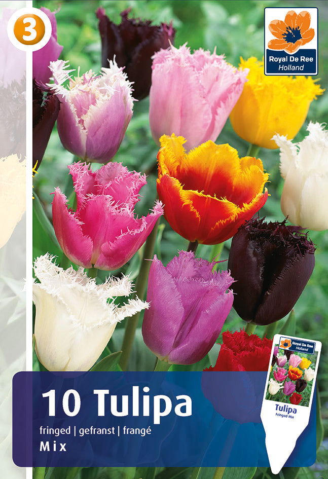 Bulbi di Tulipano Crispa Miscuglio