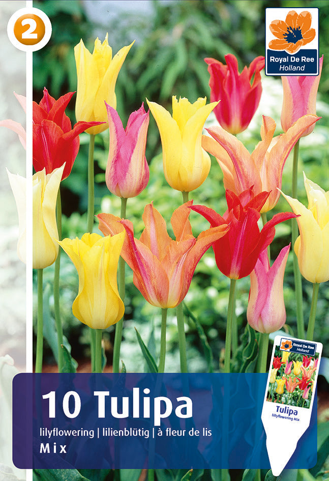 Bulbi di Tulipano Fior di Giglio Miscuglio
