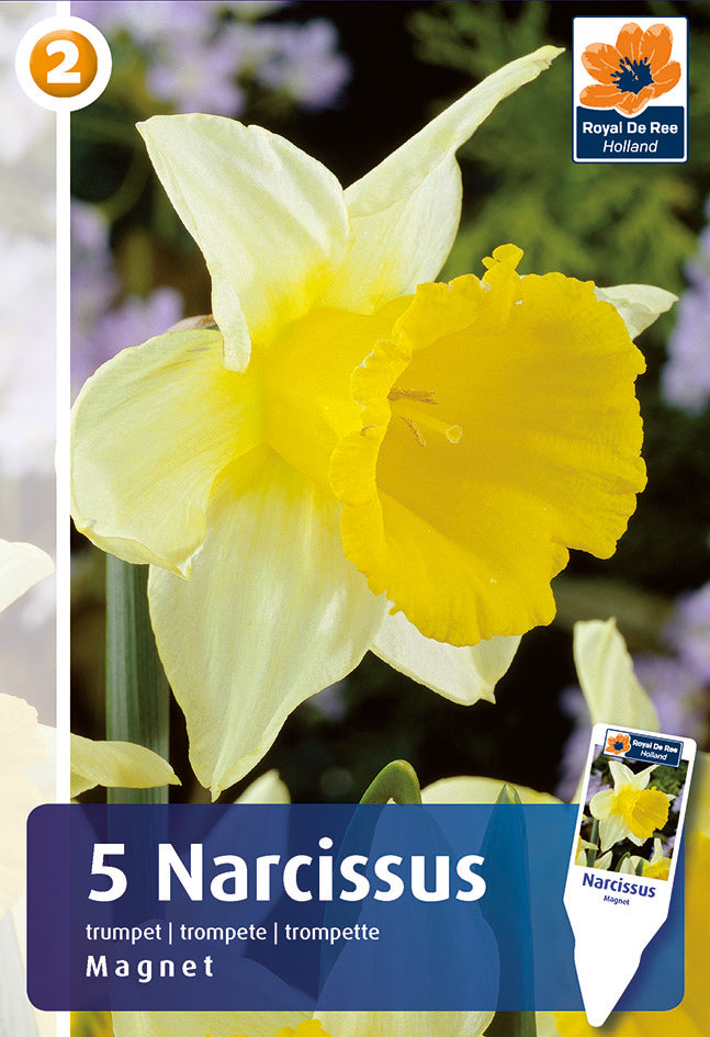 Bulbi di Narciso Tromba Magnet