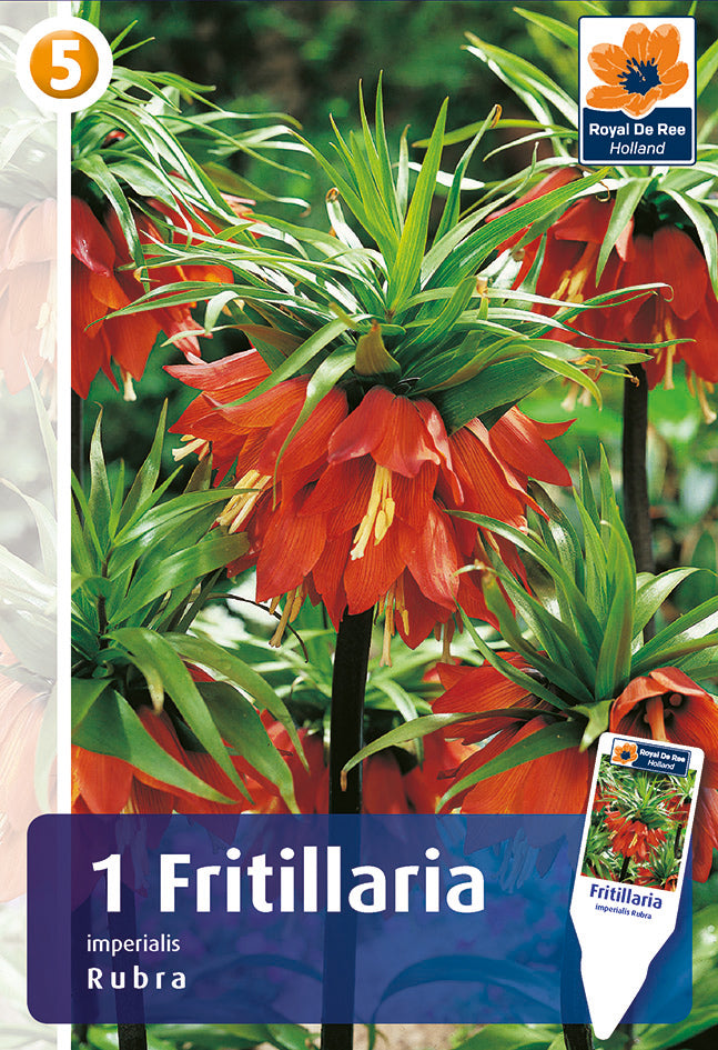 Bulbi di Fritillaria Imperiale Rubra
