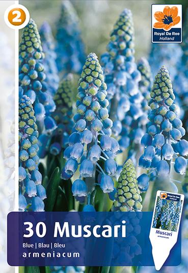 Bulbi di Muscari Armeniacum