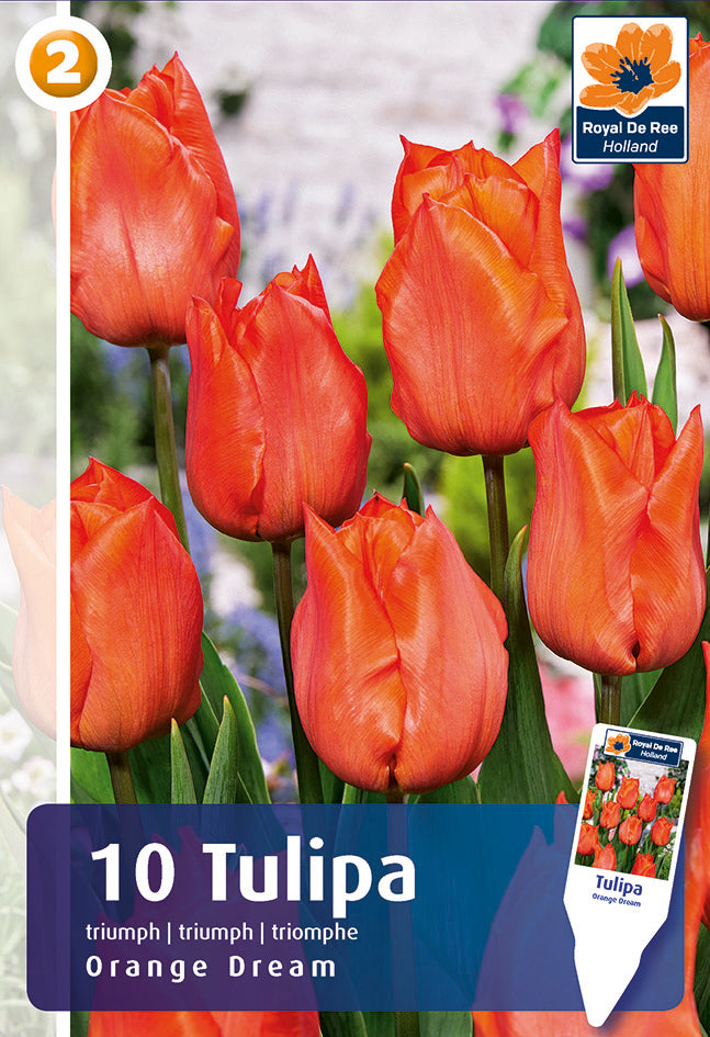 Bulbi di Tulipano Trionfo Orange Dream