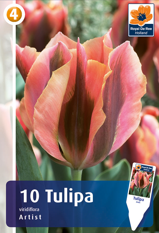 Tulipano Viridiflora Artist