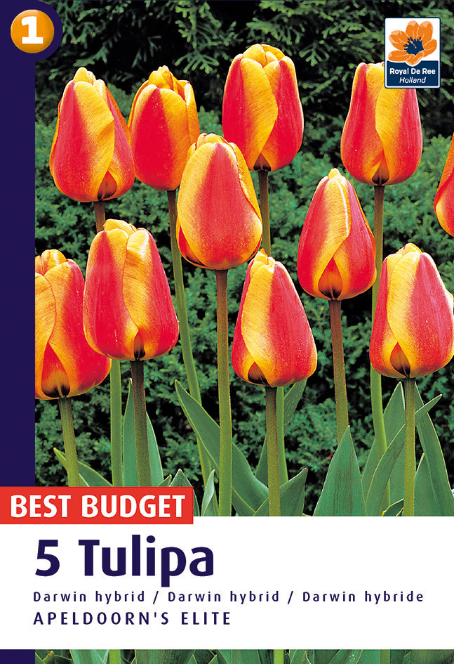 Bulbi di Tulipano Apeldoorn Elite