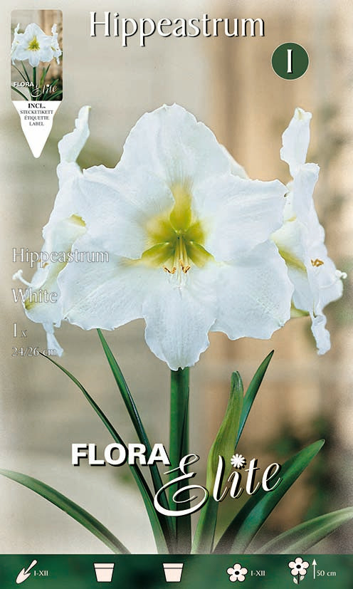 Amaryllis Hyppeastrum Bianco