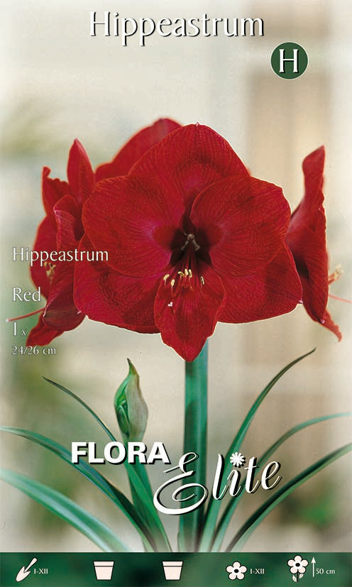 Amaryllis Hyppeastrum Rosso