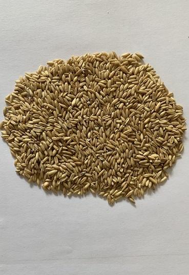 Simple feed, Shelled Oats. Buy it online | Sgaravatti Shop