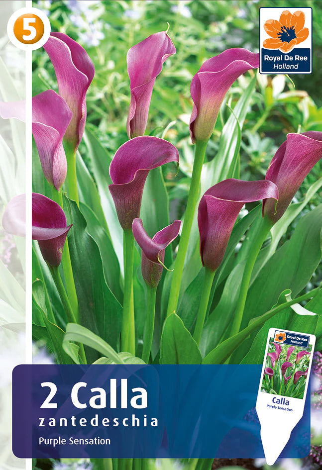 Calla Viola Bulbi di Calla. Acquistali adesso online | Sgaravatti Shop