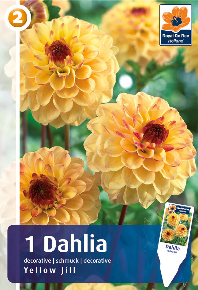 Bulbi di Dahlia Ball/Pompon Yellow Jill