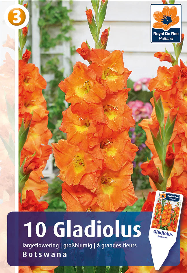 Bulbi di Gladiolo Grandiflora Botswana
