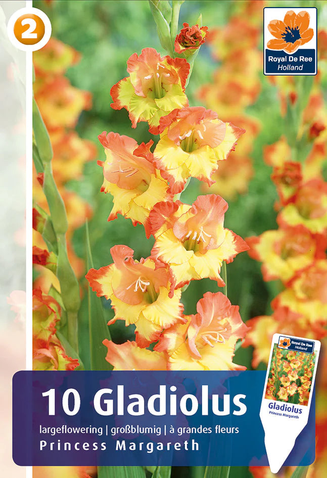 Bulbi di Gladiolo Grandiflora Princess Margareth
