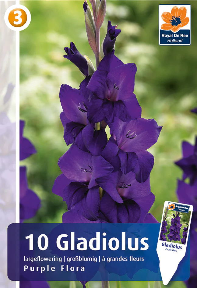 Bulbi di Gladiolo Grandiflora Purple Flora