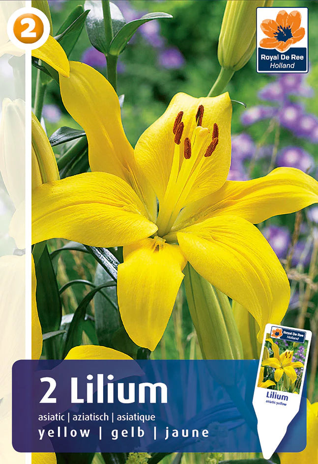 Bulbi di Lilium Asiatico Yellow