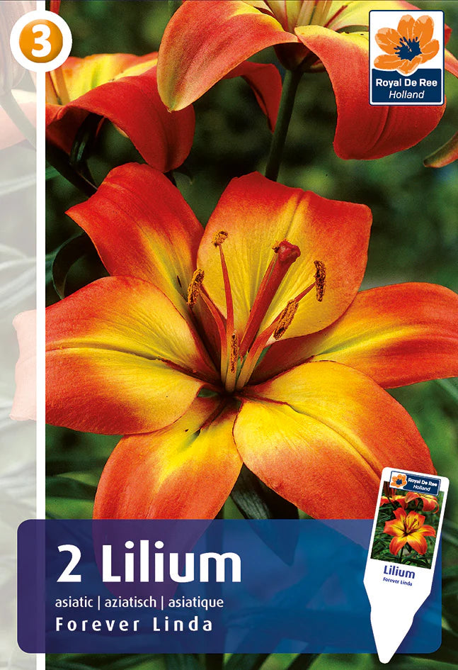 forever linda asiatic lily Bulbi di Lilium Asiatico Forever Linda. Acquistali online – Sgaravatti Shop