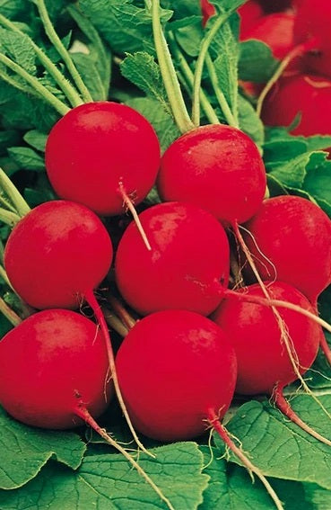 Ravanello Pompelmo O Ravanello Anguria - Foto 3