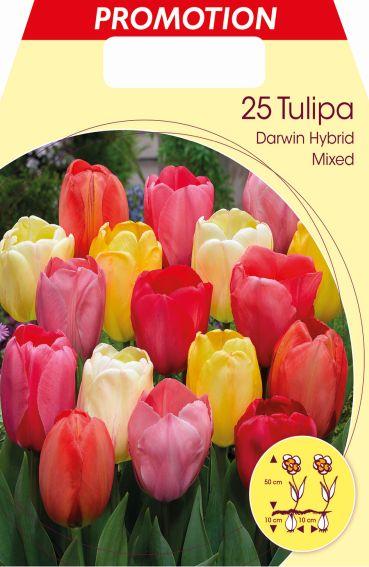 Bulbi di Tulipani Darwin Miscuglio