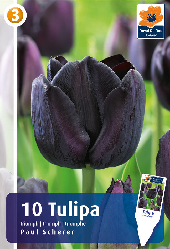 Tulipano Trionfo Paul Sheerer