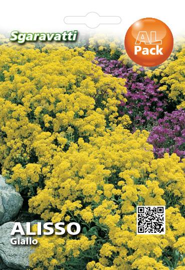 Buste Di Sementi Di Alisso Nano Tappeto Di Neve | Savini Vivai - Foto 7