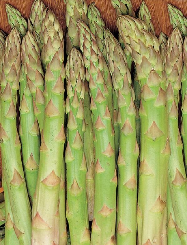 Legs of Asparagus