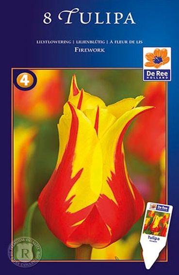 Bulbi di Tulipano Fior di Giglio Firework