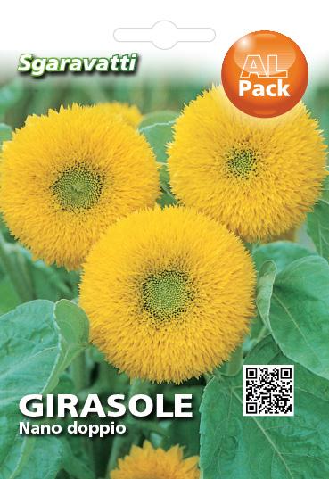 Semi Di Girasole Orso Teddy - Fiori Soffici E Dorati Per - Foto 9